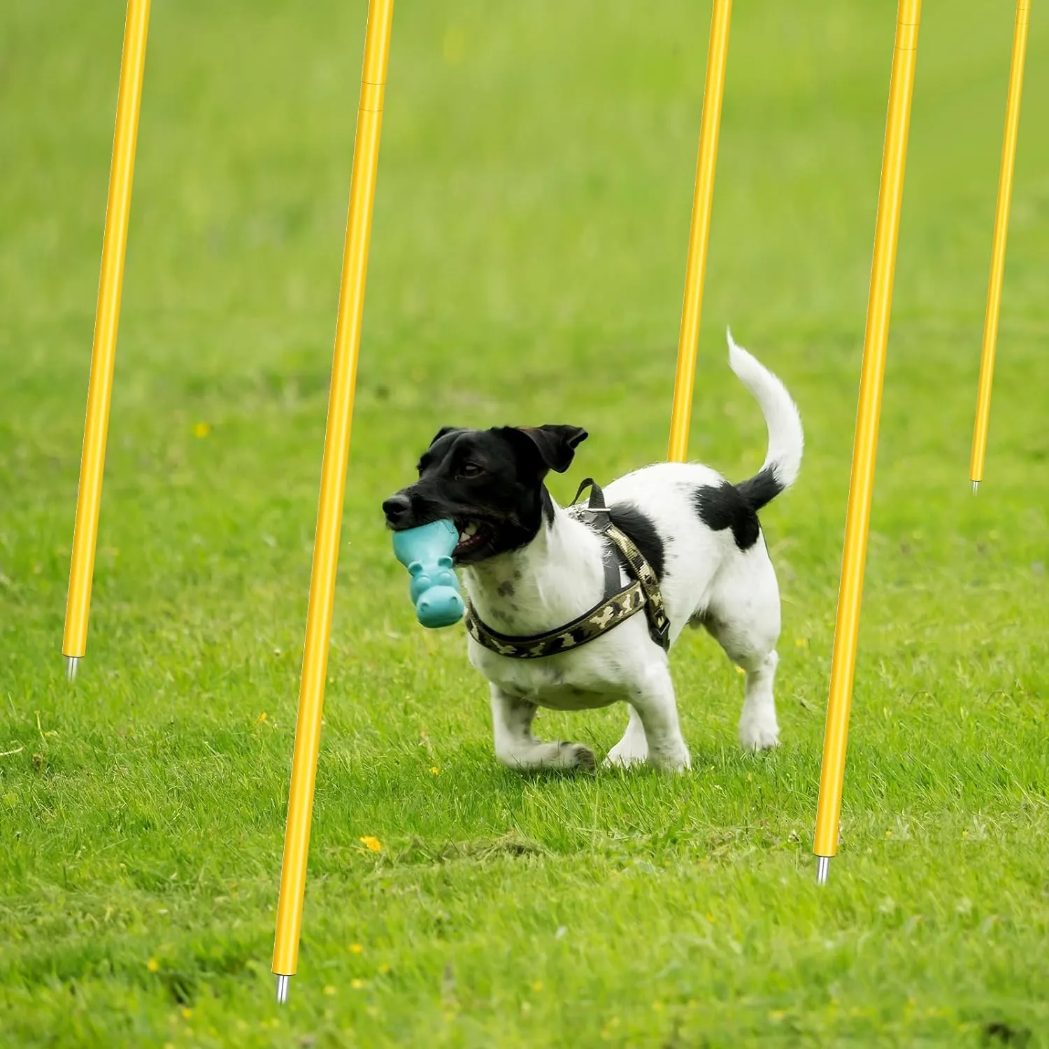Blulu Training Agility Poles 5ft Forza Slalom Adjustable Soccer Training Poles Soccer Sticks Agility Equipment for Football Sport Football Soccer Speed